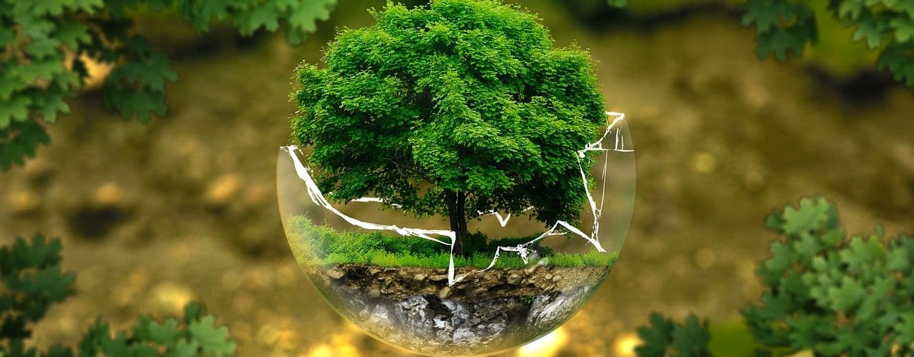 Arbol en una esfera de cristal